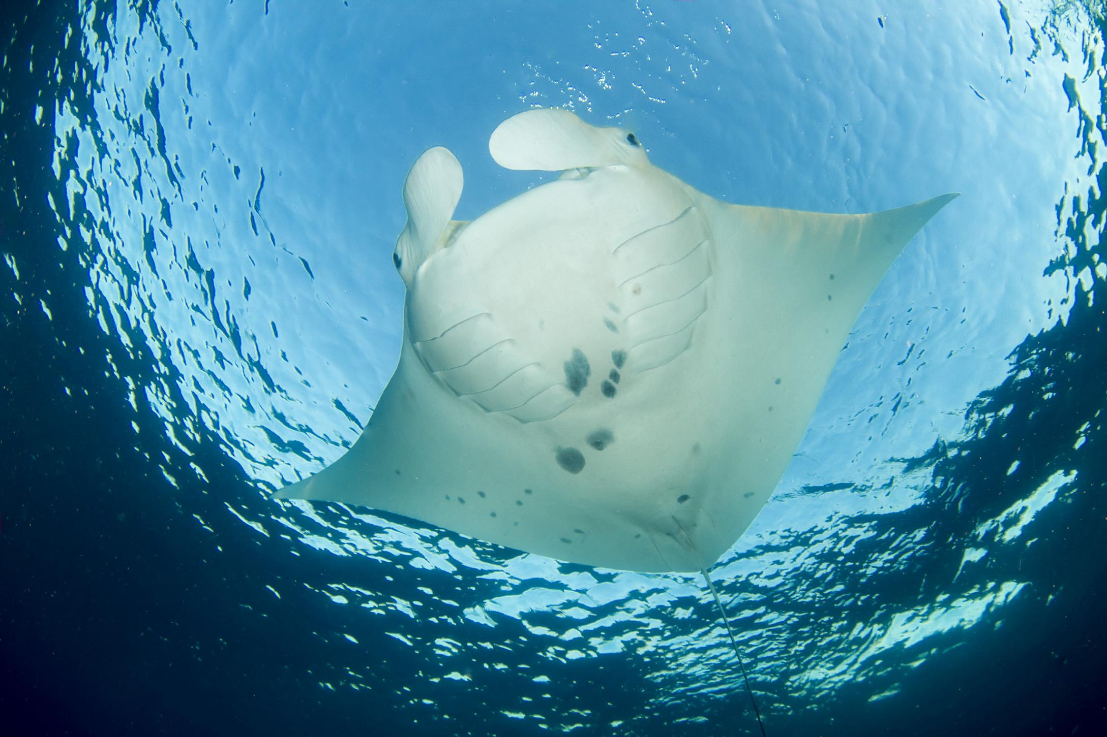 Manta-Fest vor Australien - TAUCHEN