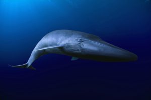 Der Blauwal ist das größte Lebewesen, das jemals auf der Erde gelebt hat. (Credit: WWF)