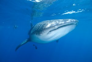 Vor Cancun geht es auf "Walhaijagd". Foto: Extratour