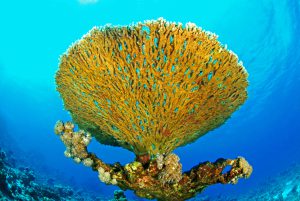 Tischkorallen mögen exponierte Stellen am Riff und lassen sich deshalb gut vor dem Blau des Wasser fotografieren. (Herbert Frei)