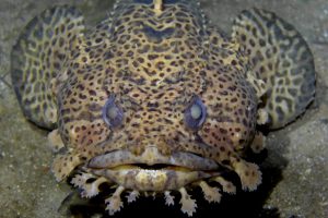 Toadfish