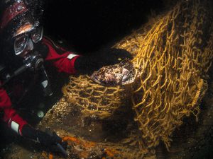 Taucher befreit einen Seeskorpion (Myoxocephalus scorpius) aus einem Geisternetz am Wrack der 'Friedrich Engels' in der Ostsee