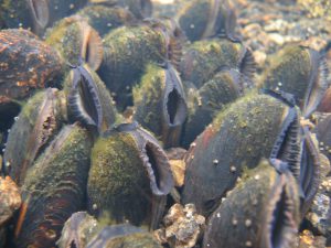 Weltweit zählen Muscheln zu den gefährdetsten Arten überhaupt (Geist/TUM).