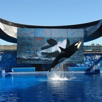 Orca-Show im Shamu-Stadion in Orlando.