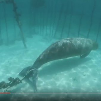 Von Fischern unter Wasser angekettet: Diese Seekuh musste vermutlich montelang leiden.