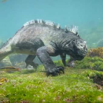 Kleiner Godzilla: Die Galapagos-Meerechse sieht aus wie ein Nachfahre des Dinosauriers.