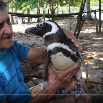 Der kleine Pinguin aus Patagonien schwimmt 5000 Meilen im Jahr, um seinen Retter in Brasilien zu besuchen.