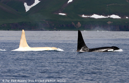 "Iceberg" lebt in einem Familienverbund mit 13 anderen Tieren. Foto: Far East Russia Orca Project (FEROP, WDC)
