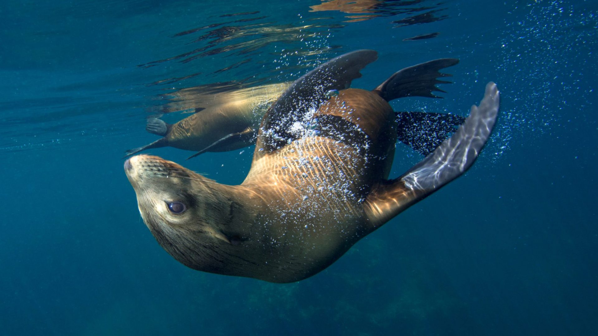 Ein verspielter Seelöwe in der Sea of Cortez.