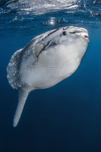 Faszinierende Mondfische: Die Tiere können riesig werden. Foto: Greg Lecoeur