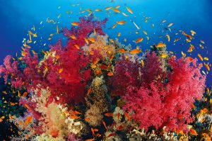 Das sogenannte Korallendreieck liegt wo? Foto: Wolfgang Pölzer