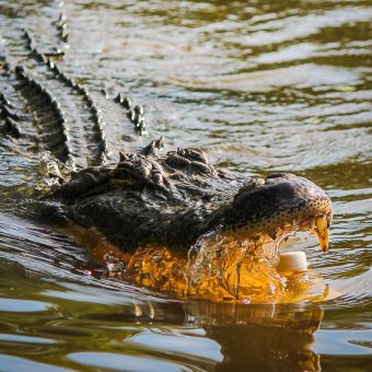 Der Tauchreiseveranstalter Extratours veranstaltet ein spannendes Event zum Thema "Krokodile und Haie" (Symbolbild Alligator).