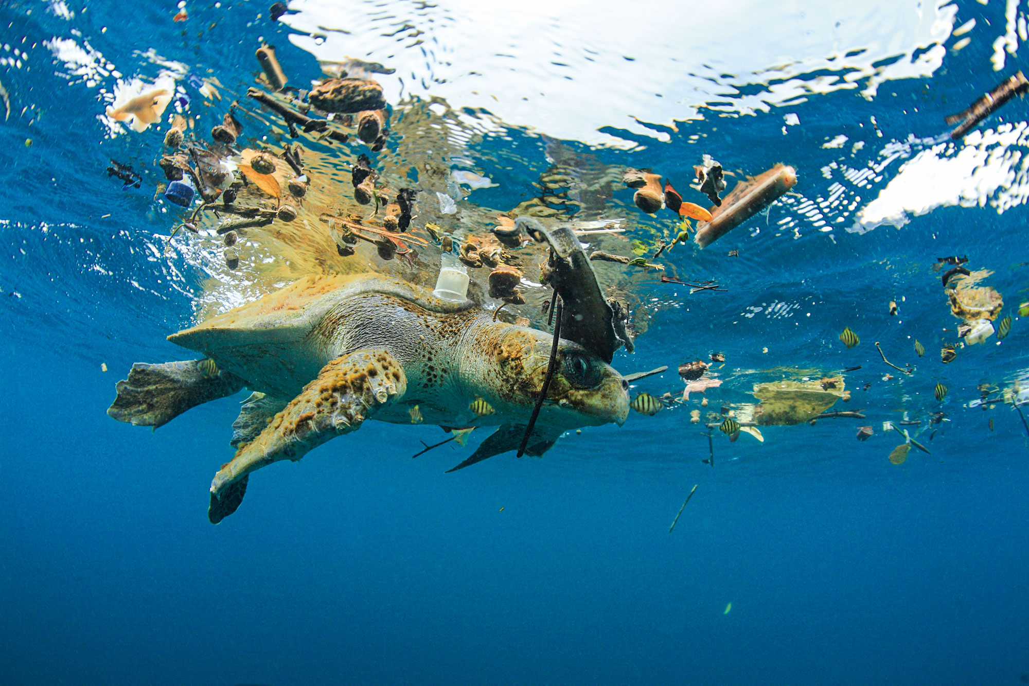 Bastardschildkröte bahnt sich ihren Weg durch Meeresmüll.
