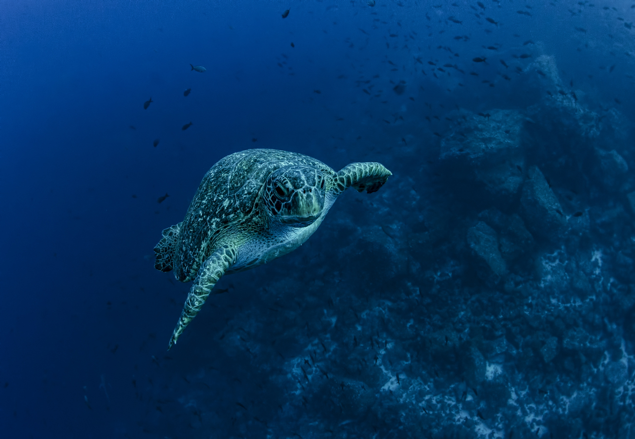 DIe Galapagosinseln sind ein Naturreservat und für viele Tiere wie Meeresschildkröten ein Rückzugsort
