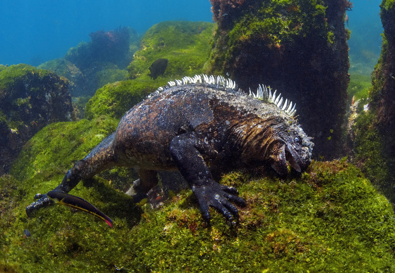 Nur auf den Galapagosinseln leben die tauchenden Meeresechsen