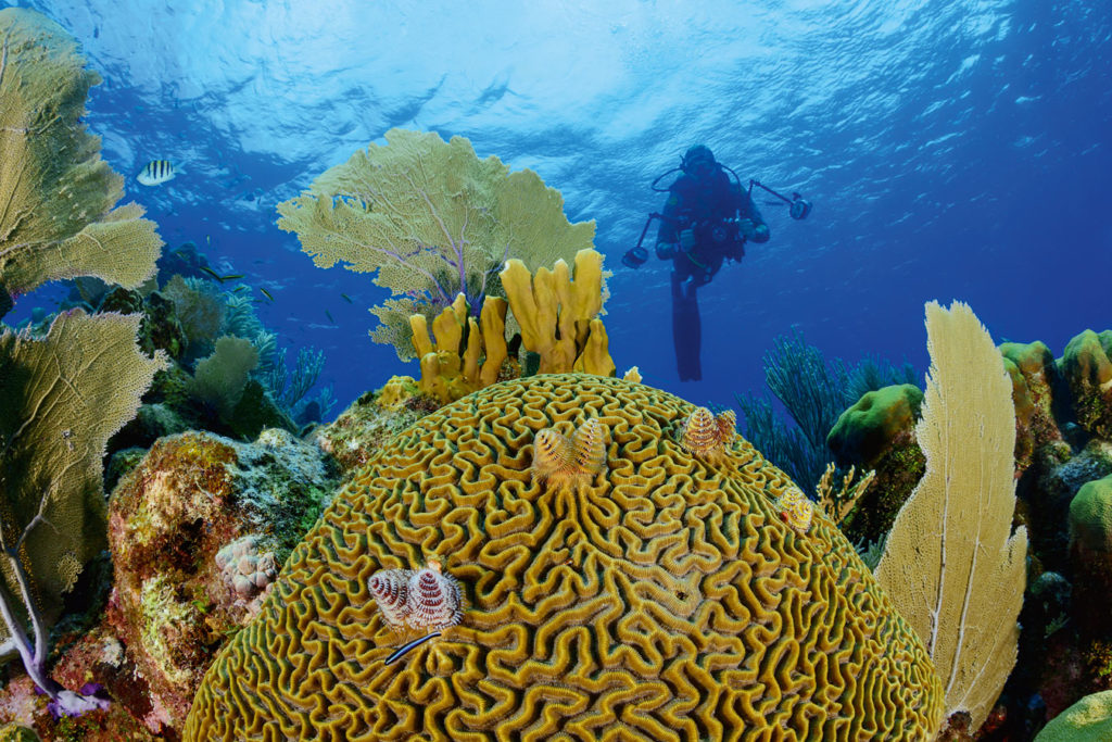 Prachtvoll bewachsen: Vor Roatan liegt das zweitgrößte Korallenriff der Welt. Foto: W. Pölzer