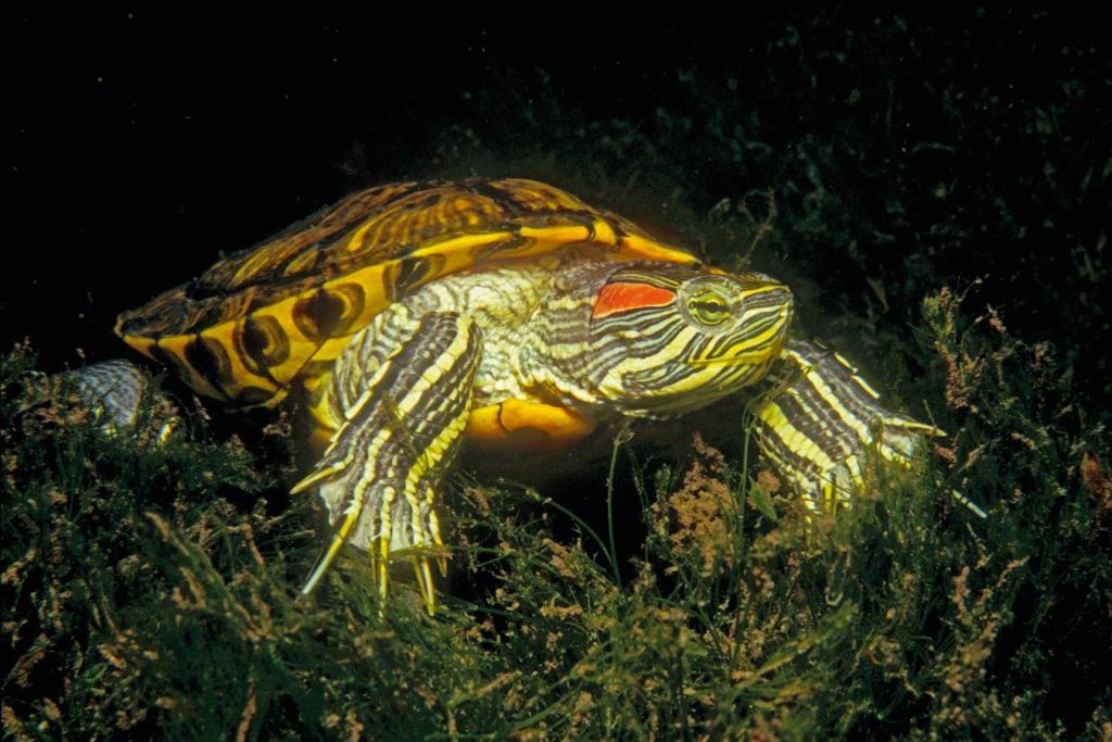 Schmuckschildkröten verdrängen die unter anderen die Europäische Wasserschildkröte. Außerdem sind sie extrem gefräßig. Foto: H. Frei