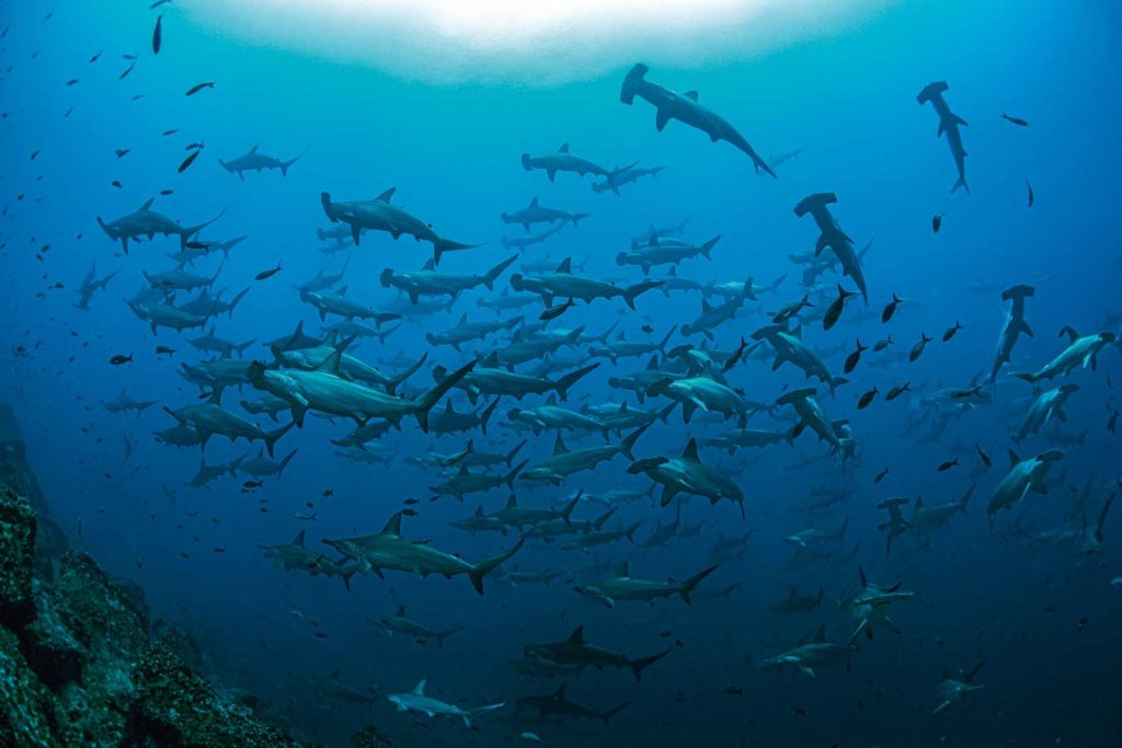 Die großen Hammerhaischulen gehören zu den absoluten Highlights von Galapagos. Foto: Galapagos Shark Diving