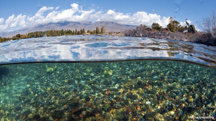 Durchblick: Das Wasser im See ist relativ nährstoffarm und deshalb erstaunlich klar.