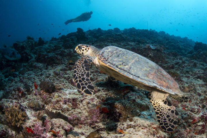 Schildkröte Ari Atoll