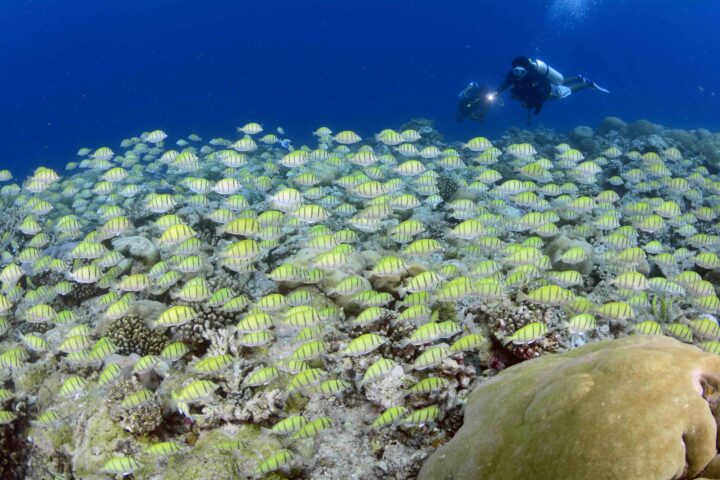 Das unter Schutz gestellte Schelf vor Fuvahmulah reicht gut drei Kilometer ins offene Meer. Die permanente Wasserzirkulation ohne Riffbariere sorgt für eine intakte Unterwasserlandschaft mit vielen Fischen – kleinen wie großen. Tauchers Lieblinge, die Schildkröten, sind natürlich auch vor Ort.